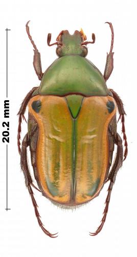 Réf. 255 184 : Coptomia quadrimaculata